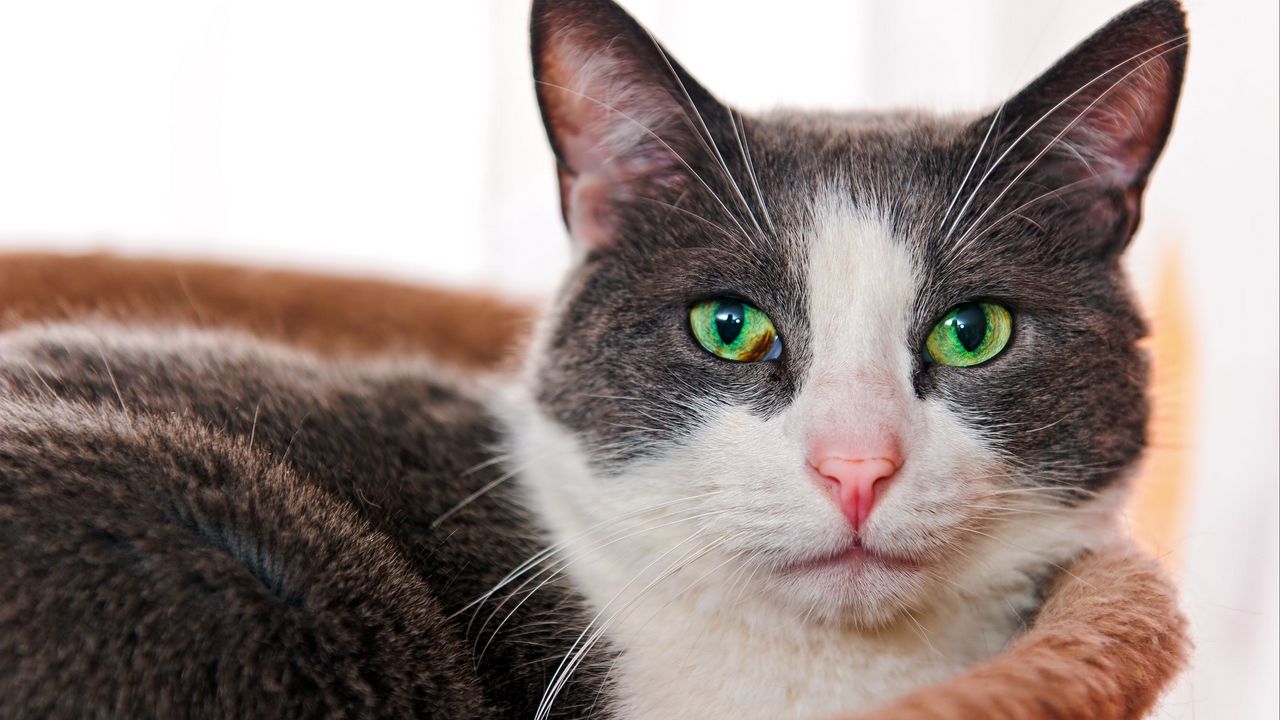 Wallpaper cat, face, eyes, green-eyed