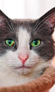 Preview wallpaper cat, face, eyes, green-eyed