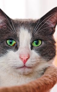 Preview wallpaper cat, face, eyes, green-eyed