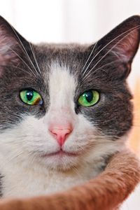 Preview wallpaper cat, face, eyes, green-eyed