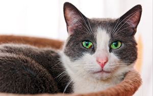Preview wallpaper cat, face, eyes, green-eyed