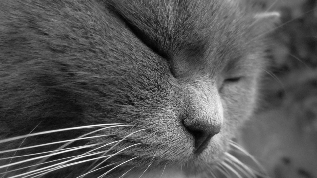 Wallpaper cat, face, eyes, sleep, squinting