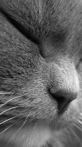 Preview wallpaper cat, face, eyes, sleep, squinting