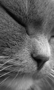 Preview wallpaper cat, face, eyes, sleep, squinting