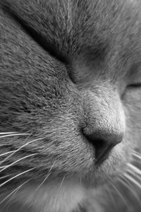 Preview wallpaper cat, face, eyes, sleep, squinting