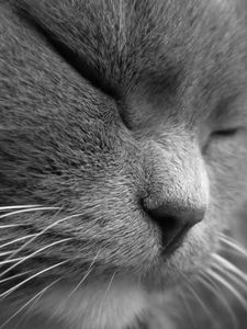 Preview wallpaper cat, face, eyes, sleep, squinting