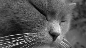 Preview wallpaper cat, face, eyes, sleep, squinting