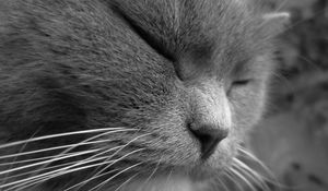 Preview wallpaper cat, face, eyes, sleep, squinting