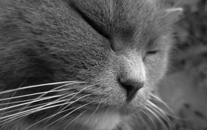 Preview wallpaper cat, face, eyes, sleep, squinting