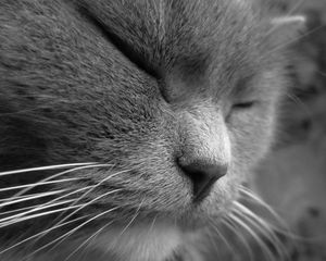 Preview wallpaper cat, face, eyes, sleep, squinting