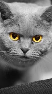 Preview wallpaper cat, face, eyes, british