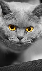 Preview wallpaper cat, face, eyes, british