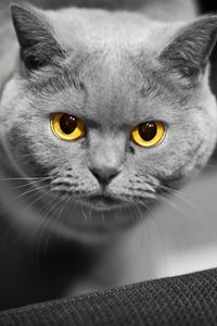 Preview wallpaper cat, face, eyes, british