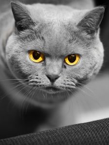 Preview wallpaper cat, face, eyes, british