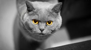 Preview wallpaper cat, face, eyes, british