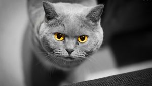 Preview wallpaper cat, face, eyes, british