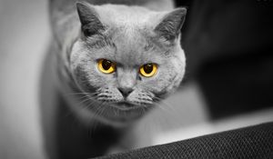 Preview wallpaper cat, face, eyes, british