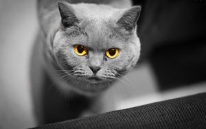 Preview wallpaper cat, face, eyes, british