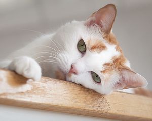 Preview wallpaper cat, face, eyes, boring