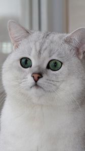 Preview wallpaper cat, face, eyes, surprise