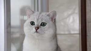 Preview wallpaper cat, face, eyes, surprise