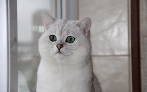 Preview wallpaper cat, face, eyes, surprise