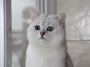Preview wallpaper cat, face, eyes, surprise