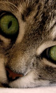 Preview wallpaper cat, face, eyes, gray, striped, green