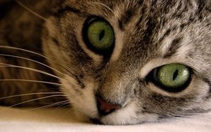 Preview wallpaper cat, face, eyes, gray, striped, green