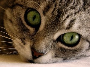 Preview wallpaper cat, face, eyes, gray, striped, green