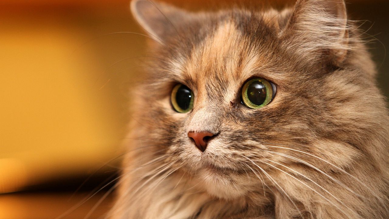 Wallpaper cat, face, eyes, fluffy