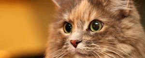 Preview wallpaper cat, face, eyes, fluffy