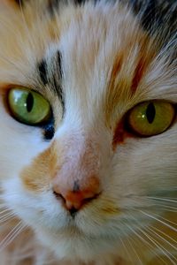 Preview wallpaper cat, face, eyes, color, striped