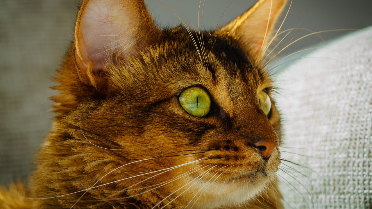 Wallpaper cat, face, eyes, green eyes