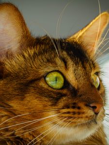 Preview wallpaper cat, face, eyes, green eyes