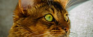 Preview wallpaper cat, face, eyes, green eyes