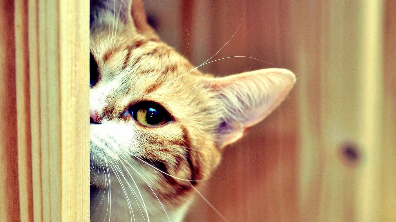 Download Wallpaper 1366x768 Cat Face Eyes Look Out Hide Tablet Laptop Hd Background