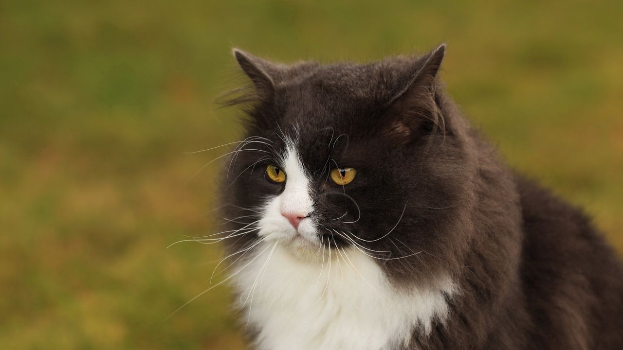 Wallpaper cat, face, fat, fluffy, unhappy, view, anger