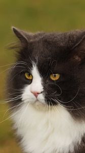 Preview wallpaper cat, face, fat, fluffy, unhappy, view, anger