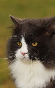 Preview wallpaper cat, face, fat, fluffy, unhappy, view, anger