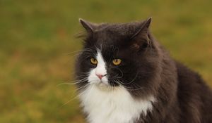 Preview wallpaper cat, face, fat, fluffy, unhappy, view, anger