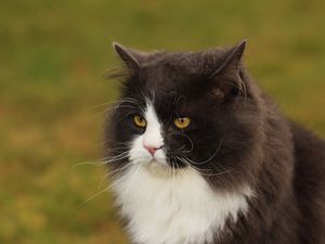 Preview wallpaper cat, face, fat, fluffy, unhappy, view, anger