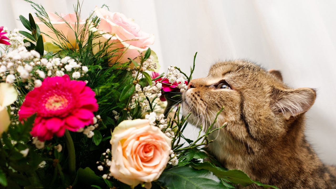 Wallpaper cat, face, flower, rose, smell