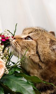 Preview wallpaper cat, face, flower, rose, smell