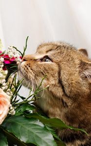 Preview wallpaper cat, face, flower, rose, smell