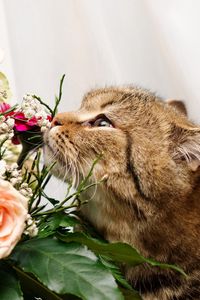 Preview wallpaper cat, face, flower, rose, smell