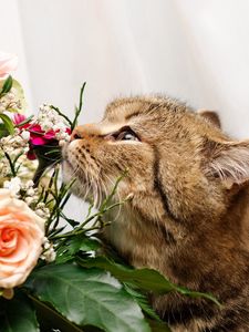 Preview wallpaper cat, face, flower, rose, smell