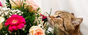 Preview wallpaper cat, face, flower, rose, smell