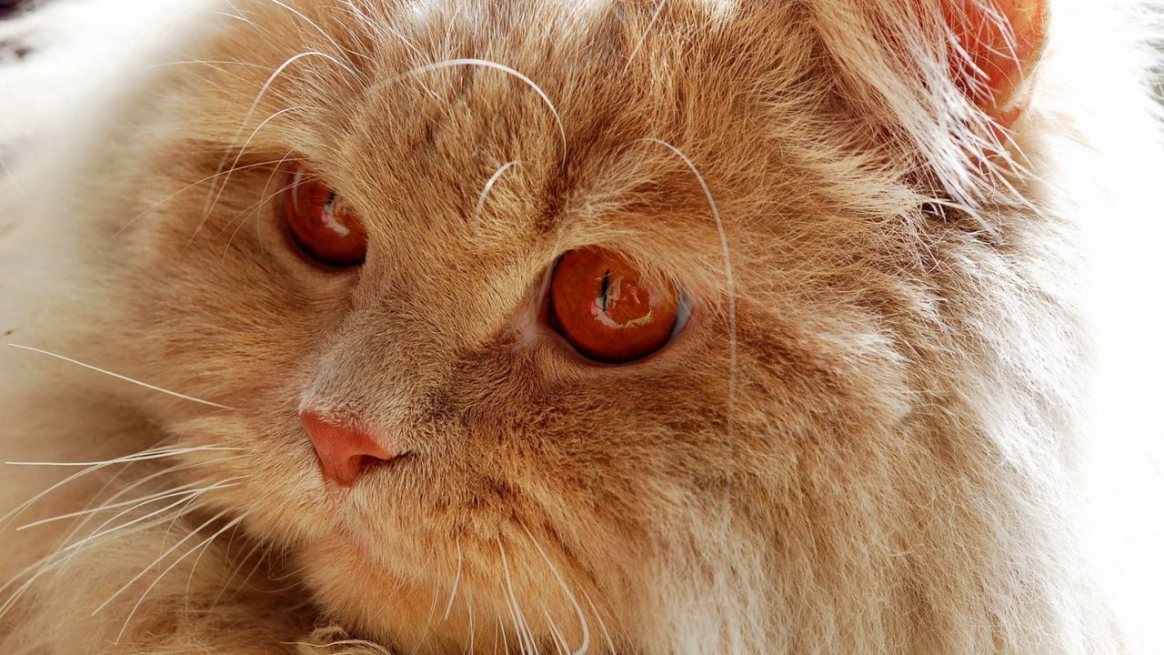 Wallpaper cat, face, fluffy, red