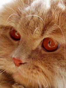 Preview wallpaper cat, face, fluffy, red